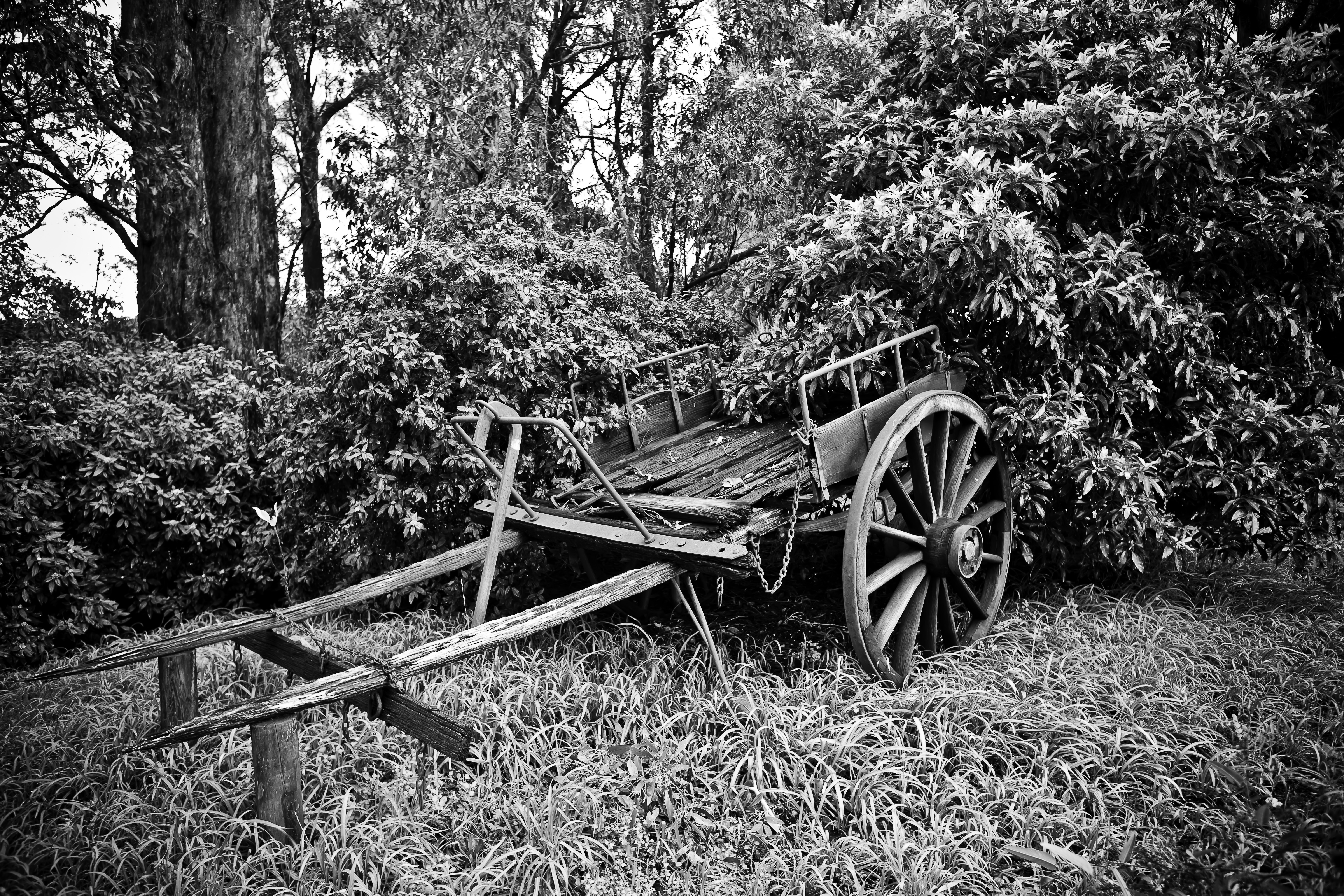 Beautiful Shot Old Broken Horse Cart Near Trees Black White